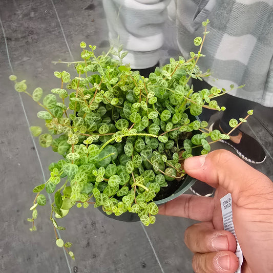 String of turtles in a 4 inch pot