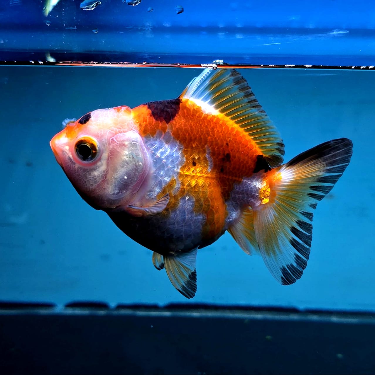 Live Exact Goldfish Oranda Show Quality Tri Color Yuanbao style 3.5 inch total size Female (GF2)