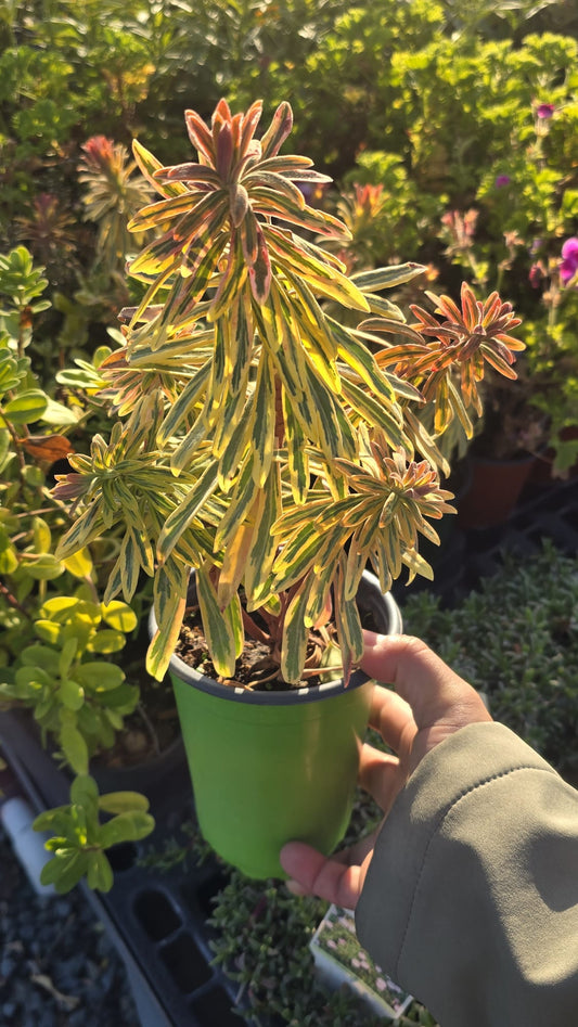 Ascot Rainbow Euphorbia x martinii in 5 inch pot
