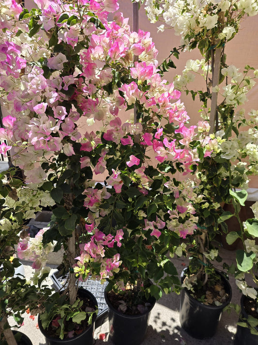 Bougainvillea pink white in pole 4 feet tall 5 gallon pot
