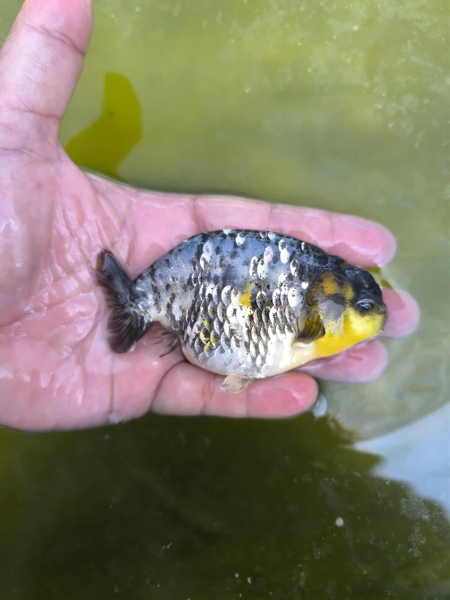 (RAN-11-AA/AAA) Calico Ranchu High Quality Wholesale Bag - Pick Size and Quantity in Bag