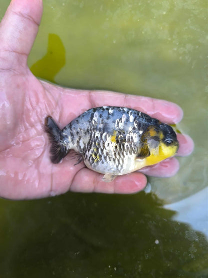 (RAN-11-AA/AAA) Calico Ranchu High Quality Wholesale Bag - Pick Size and Quantity in Bag