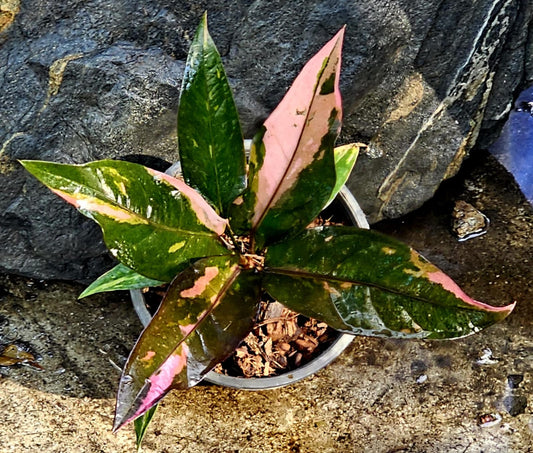 Anthurium Renaissance Pink and Green, Root in moss - Get similar