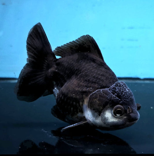 Live Exact Goldfish Oranda Show Quality Panda Yuanbao style 4 inch total size Male (GF4)