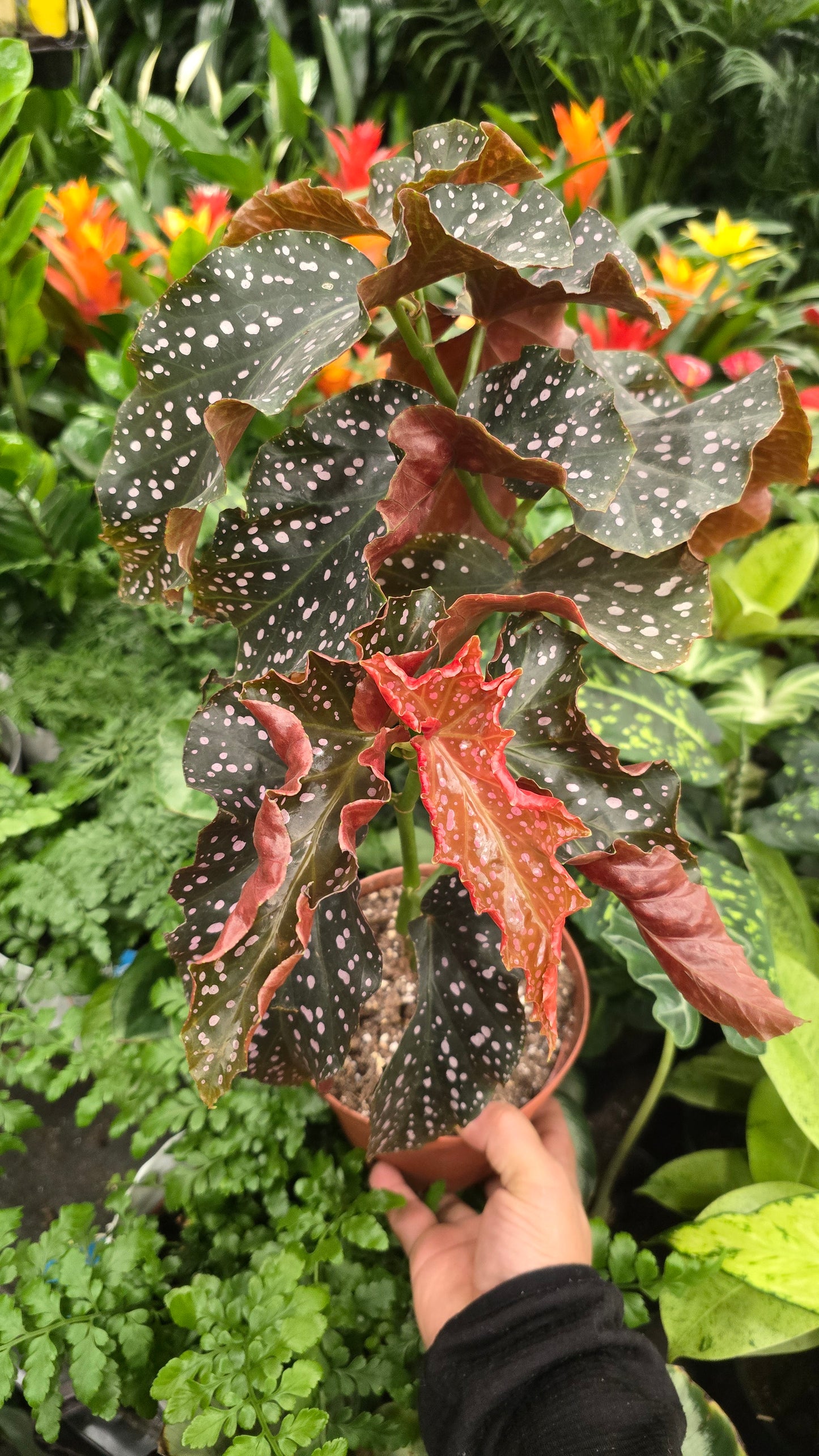 Begonia 'Cracklin Rosie' (Begonia fibrous hybrid) in 6 inch pot- Get similar