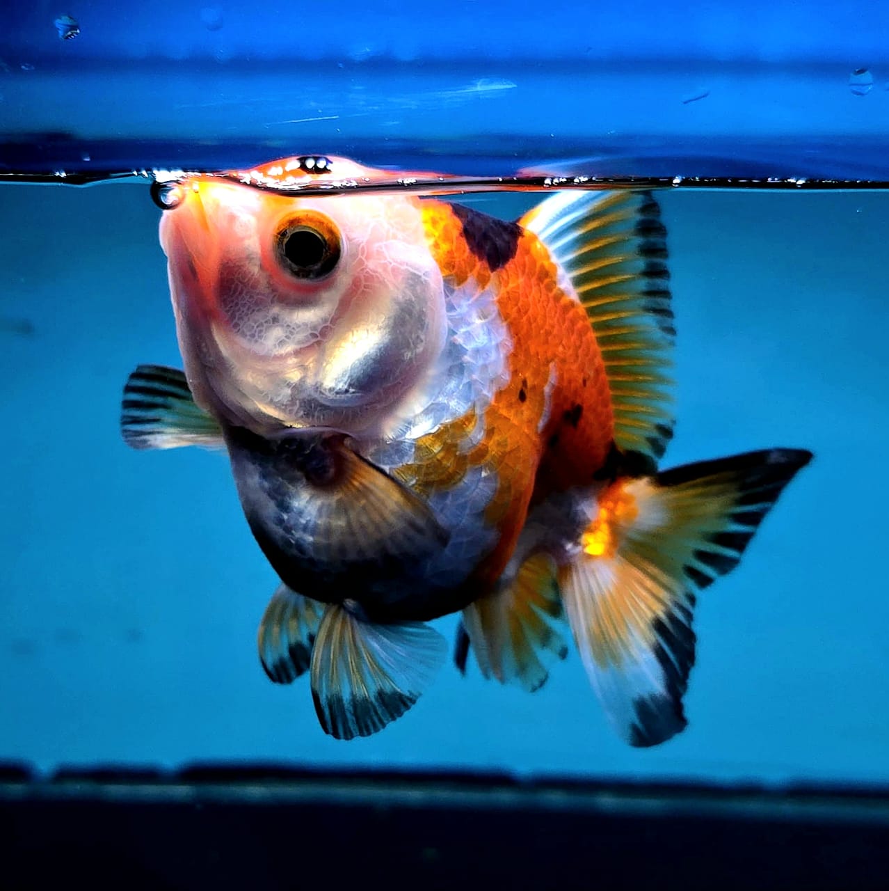 Live Exact Goldfish Oranda Show Quality Tri Color Yuanbao style 3.5 inch total size Female (GF2)