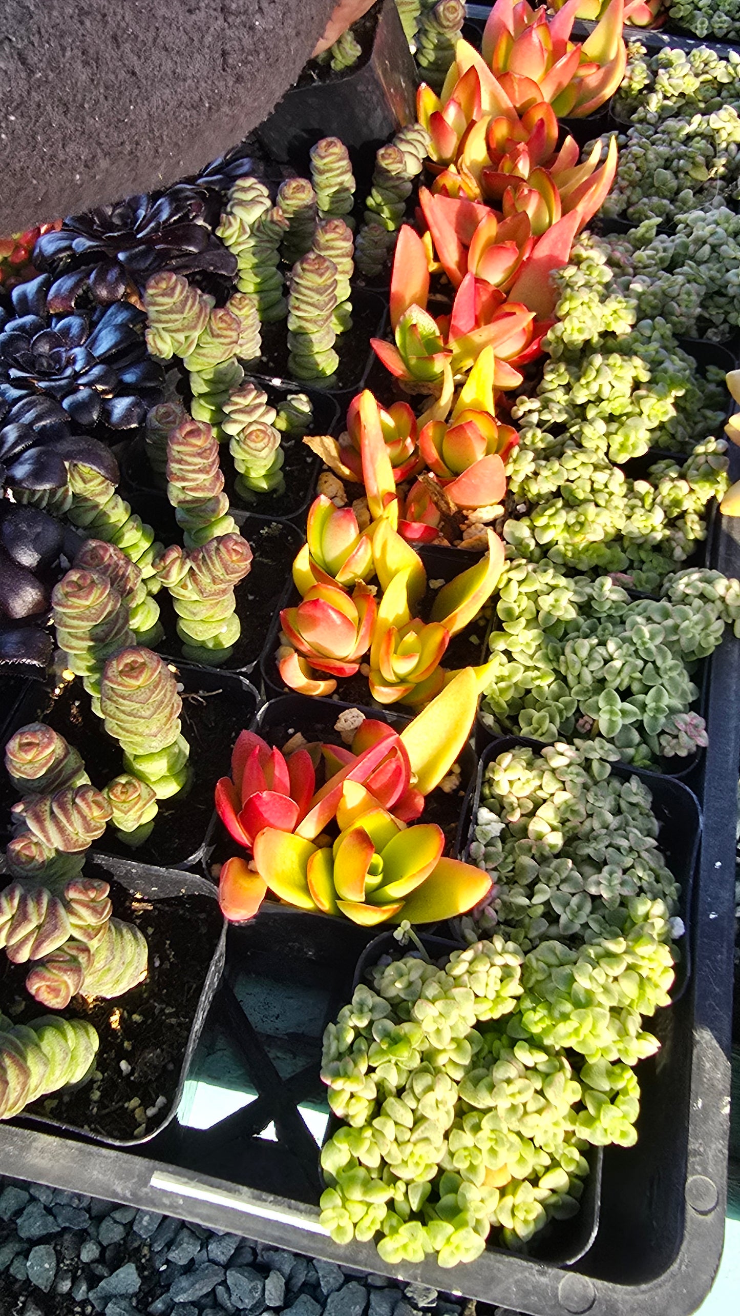 Bundles succulents 2 inch pot mix