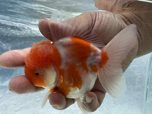 (ORA-10-AA) Sakura Oranda Short Body High Quality Wholesale Bag - Pick Size and Quantity in Bag