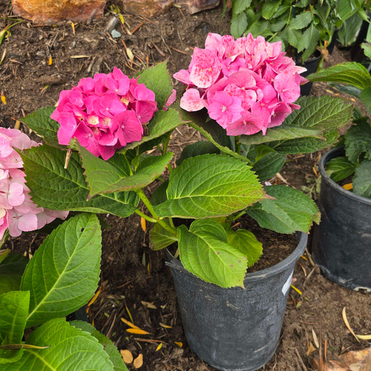 Hydrangea Pimk in 5 gallon pot