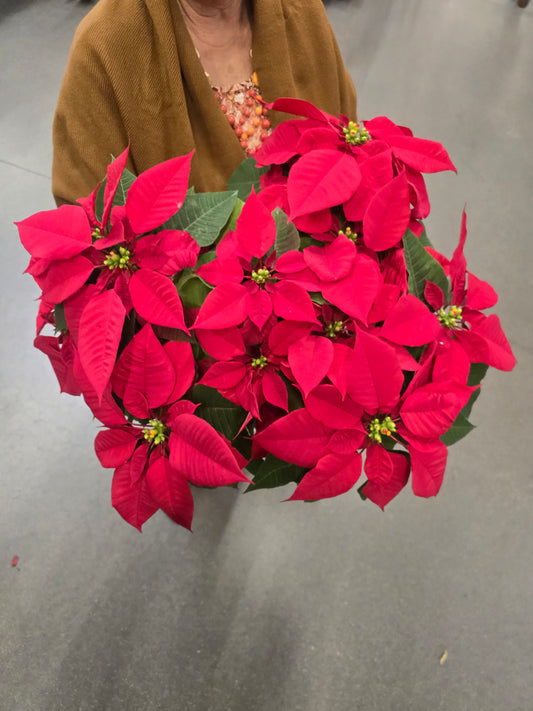 Noche buena XL Poinsettia Red, Christmas gifts in 8 inch pot- Get Similar