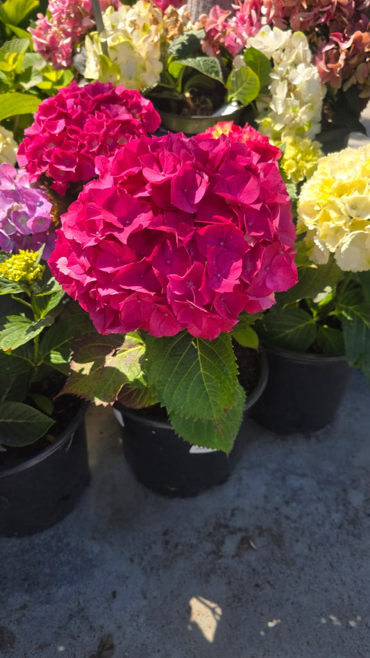 Fucha Hydrangea macrophylla in 3 gallon pot