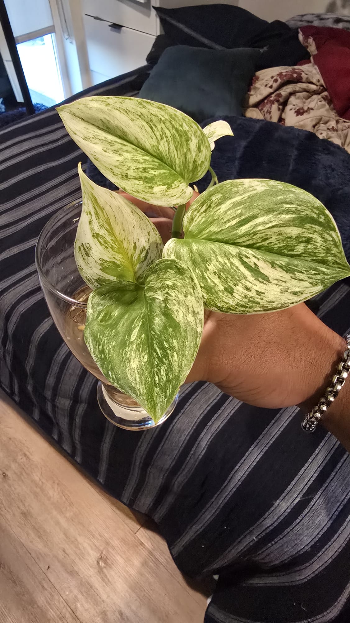 Marble Queen scindapsus root in moss 4+ leaves
