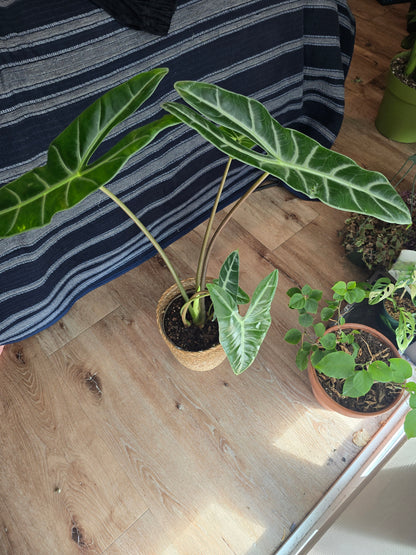 7 inch pot-Alocasia Longiloba Big Plant 1.5 ft tall very Elegant - Get Similar