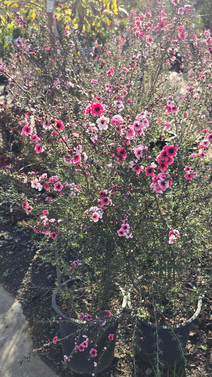 Leptospermum scoparium 'Pink Cascade' 5 gallon pot 5tf tall - Get similar