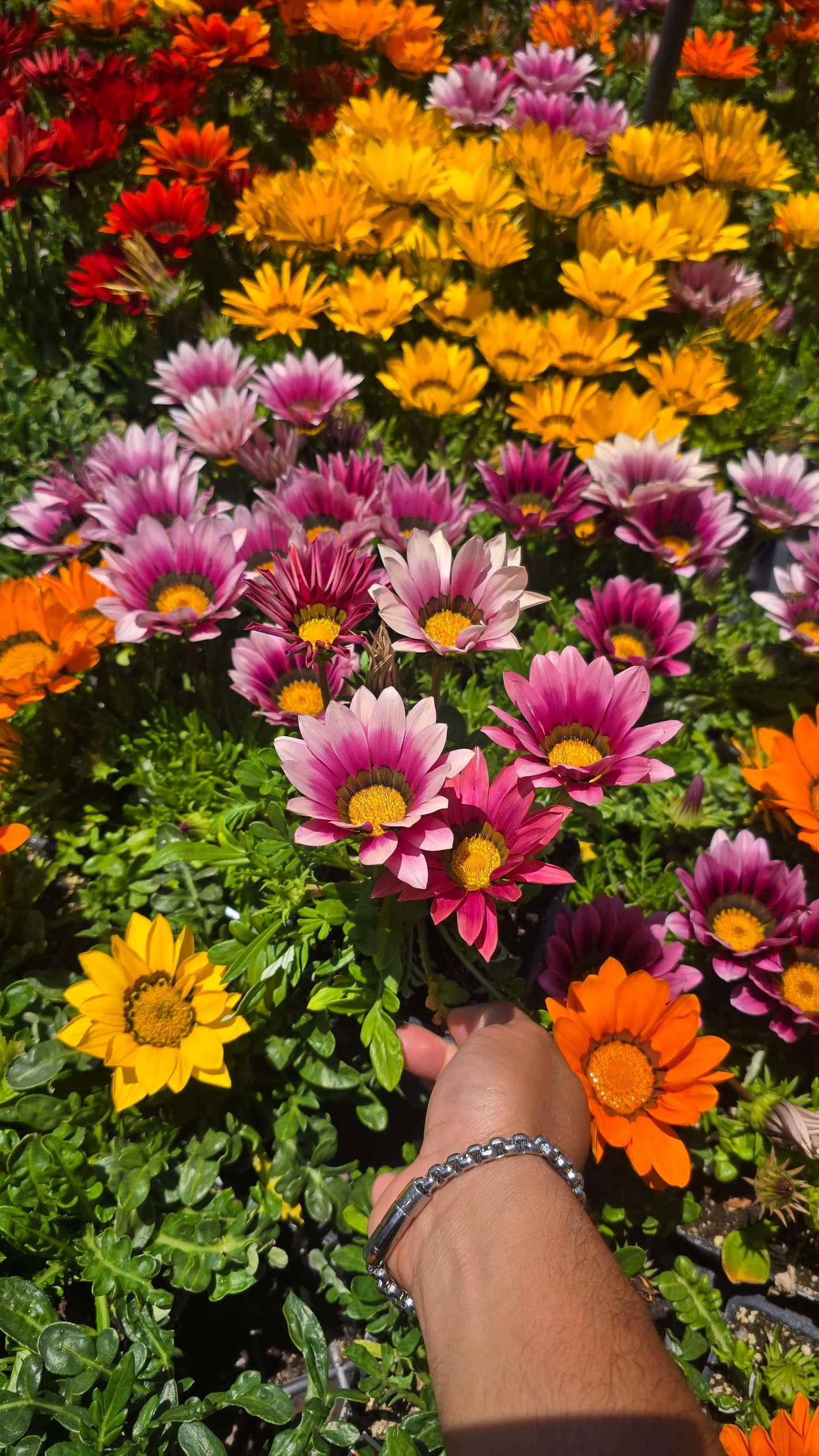 Gazania flowers Pink, also known as Treasure Flowers or African Daisies 6 set of 4 inch pot