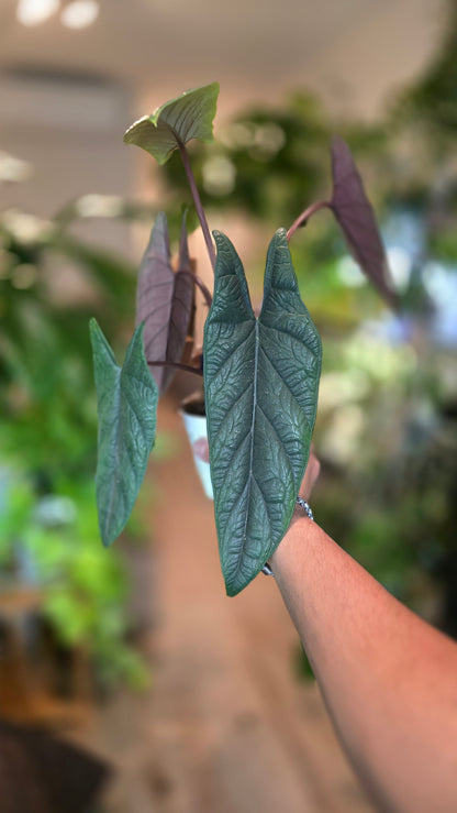 4 inch pot - Alocasia Scalprum - Get Similar