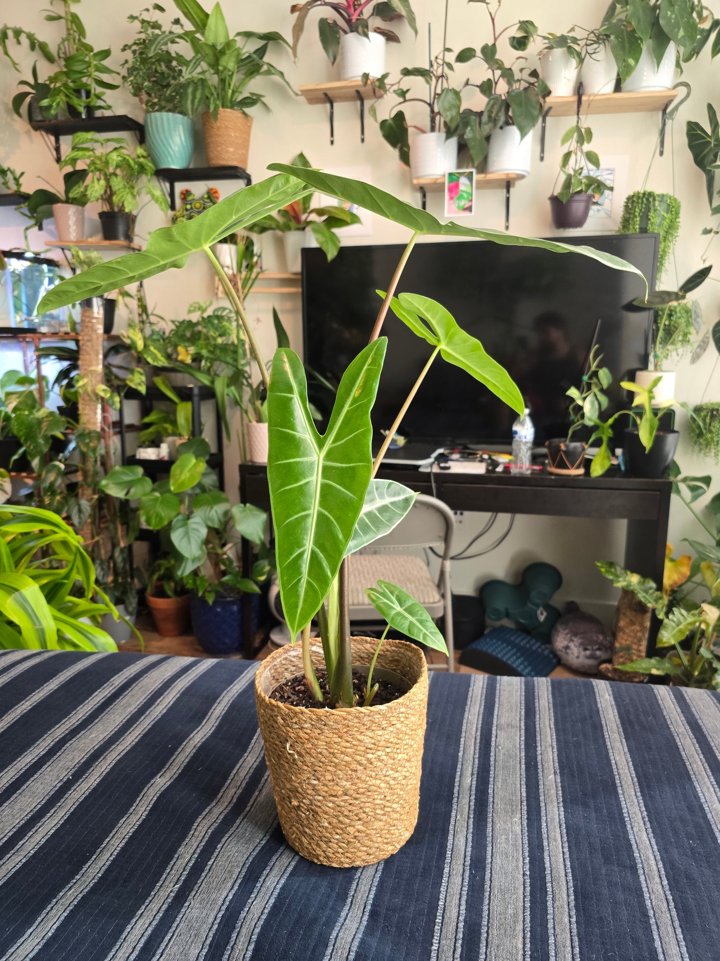 7 inch pot-Alocasia Longiloba Big Plant 1.5 ft tall very Elegant - Get Similar