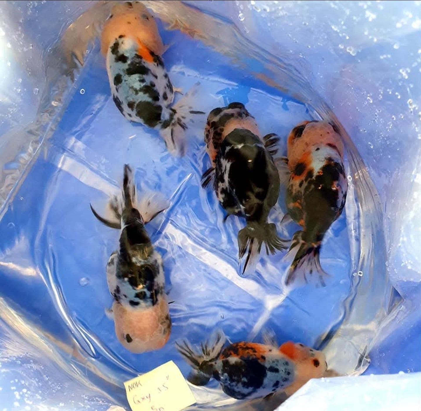 (RAN-17-AA/AAA) Galaxy Ranchu High Quality Wholesale Bag - Pick Size and Quantity in Bag