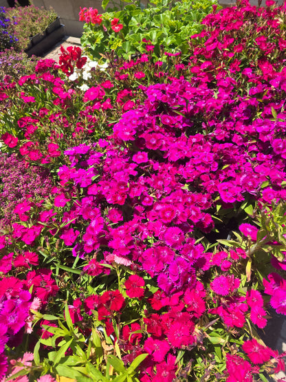 4x4" Pot set Dianthus aka Pinks, Carnations