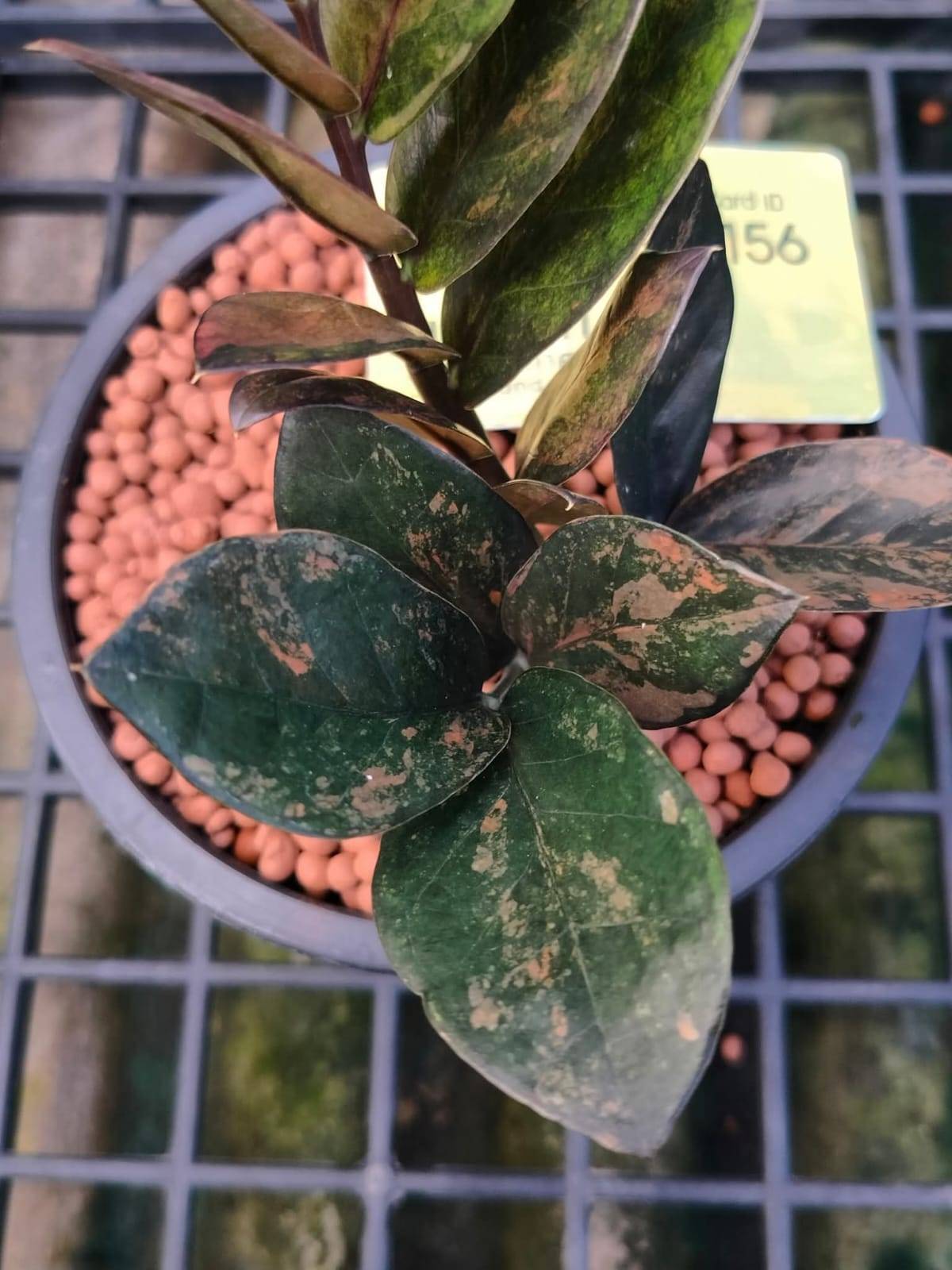Black ZZ Yellow Variegated 8+ leaves AA grade