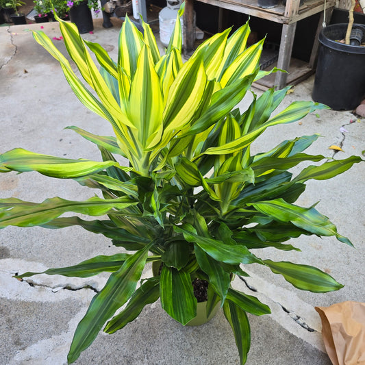 Dracaena Fragans in 10 inch pot