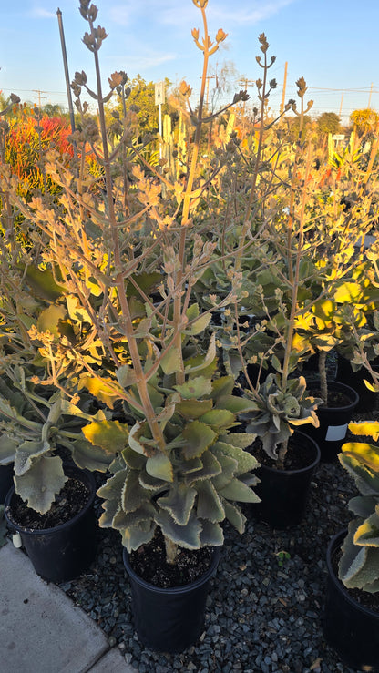 Kalanchoe beharensis 4-5 Feet tall 5 gallon pot- Get Similar