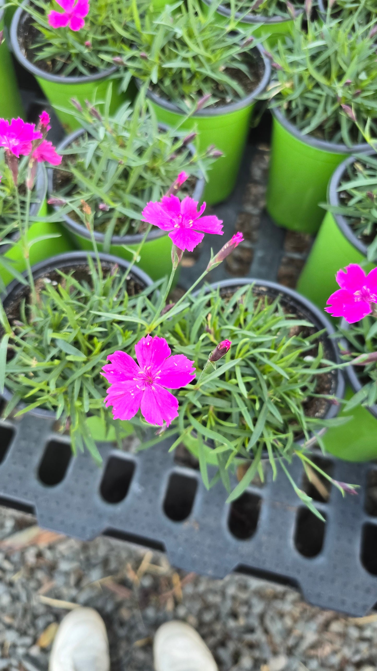 Maiden Pink Clavel in 4 inch pot - Get similar