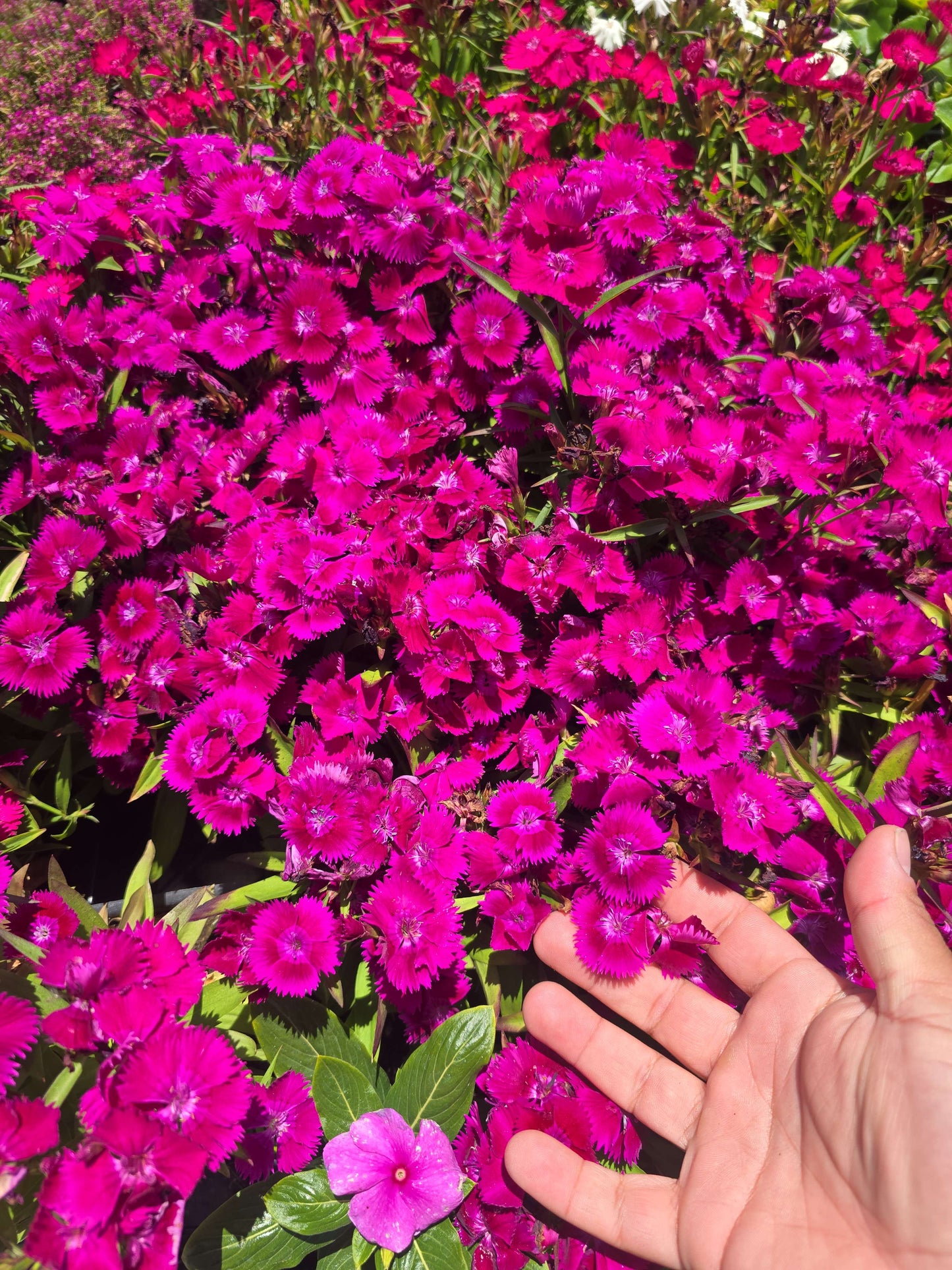 4x4" Pot set Dianthus aka Pinks, Carnations