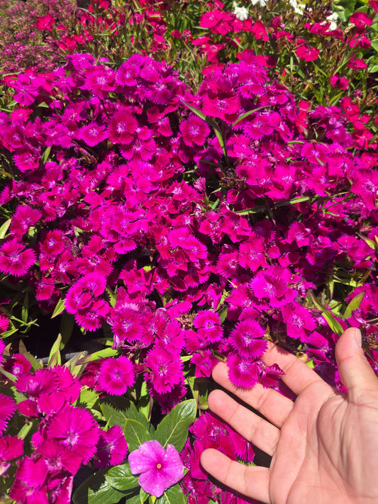 4x4" Pot set Dianthus aka Pinks, Carnations