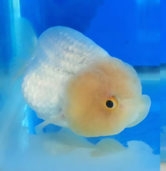 (RAN-04-AA/AAA) White Ranchu High Quality Wholesale Bag - Pick Size and Quantity in Bag