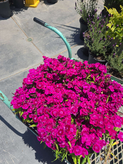 4x4" Pot set Dianthus aka Pinks, Carnations