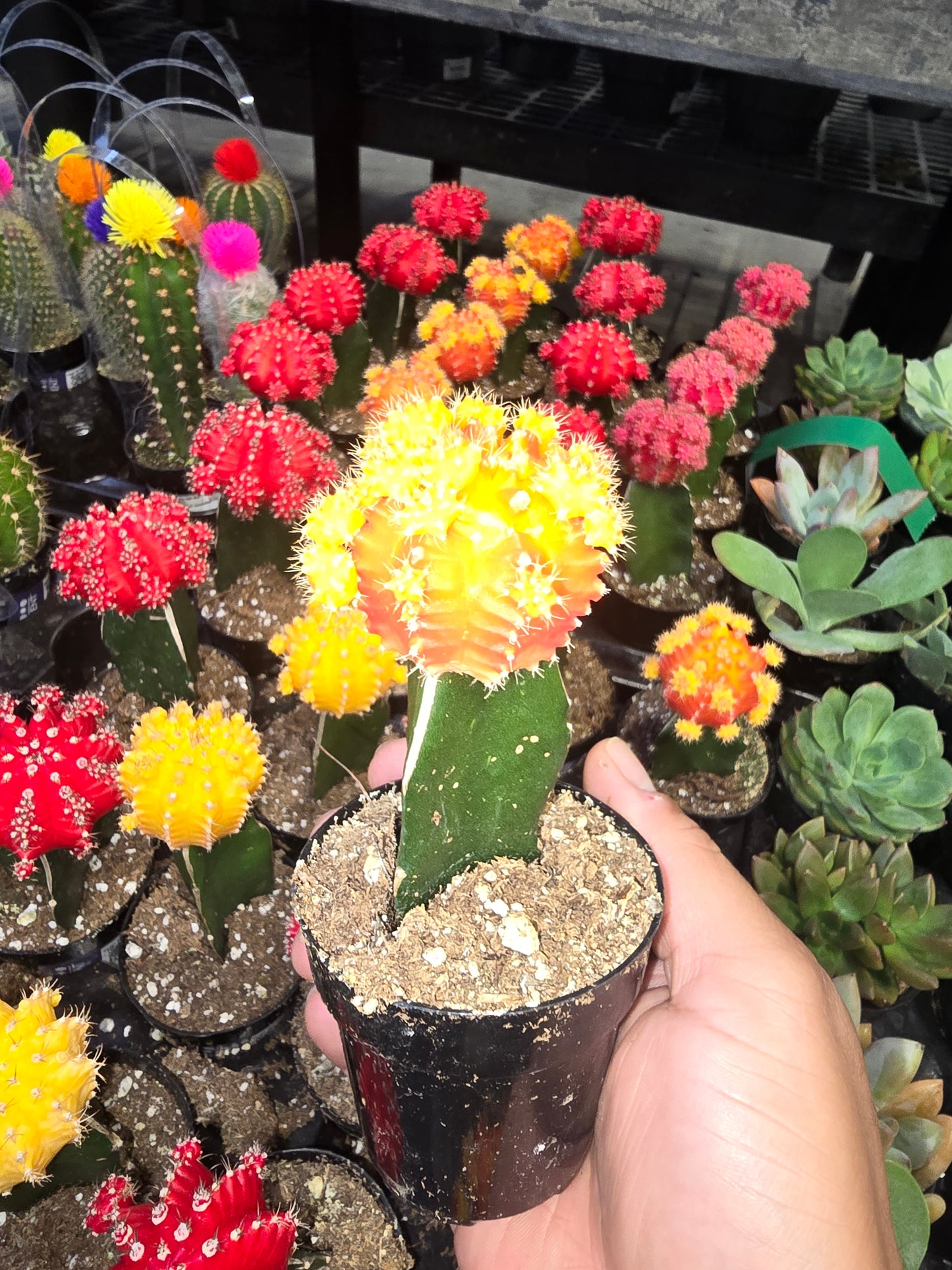 4 pots 2in Pot - Gymnocalycium mihanovichii Red, Orange, Pink, Yellow Cactus Cleistocactus Cactus, beautiful mix - Get 4 similar each color- msg for customize