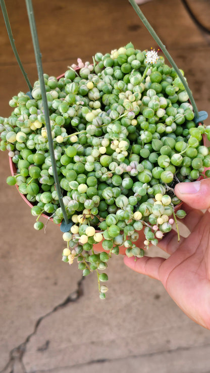 6 inch pot, Variegated String of Pearls - Succulent hanging plant - Get Similar
