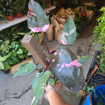 Pink Princess Philodendron Live Plant indoor - Get similar 6" pot big plant