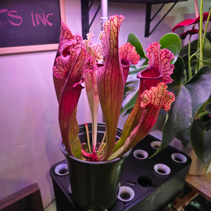 Sarracenia oreophila in 5 inch pot carnivorous plant
