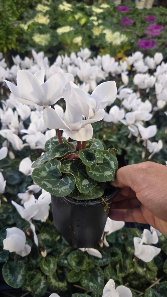 Cyclamen White Christmas gifts in 4 inch pot Winter Flowers- Get Similar