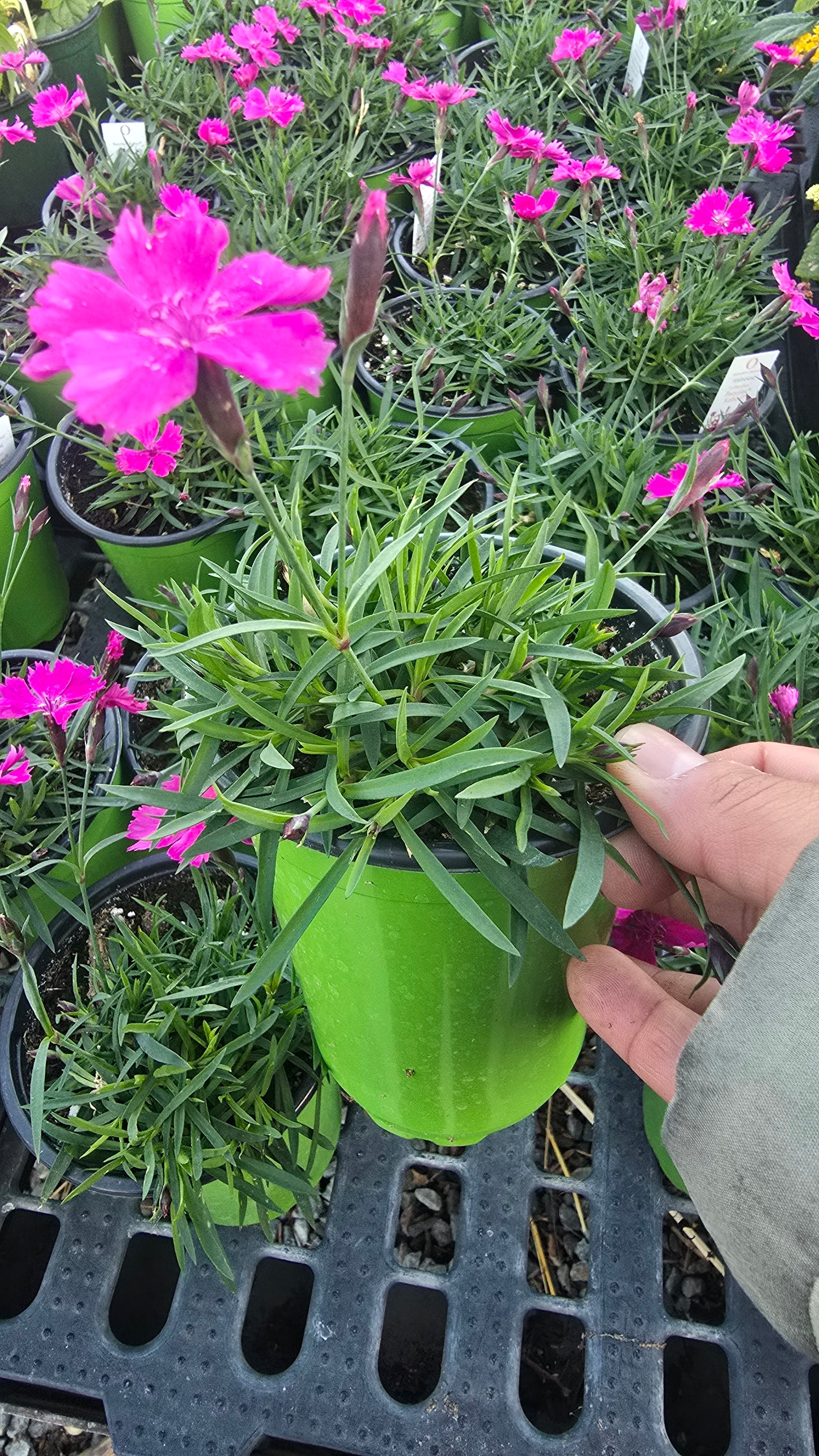 Maiden Pink Clavel in 4 inch pot - Get similar