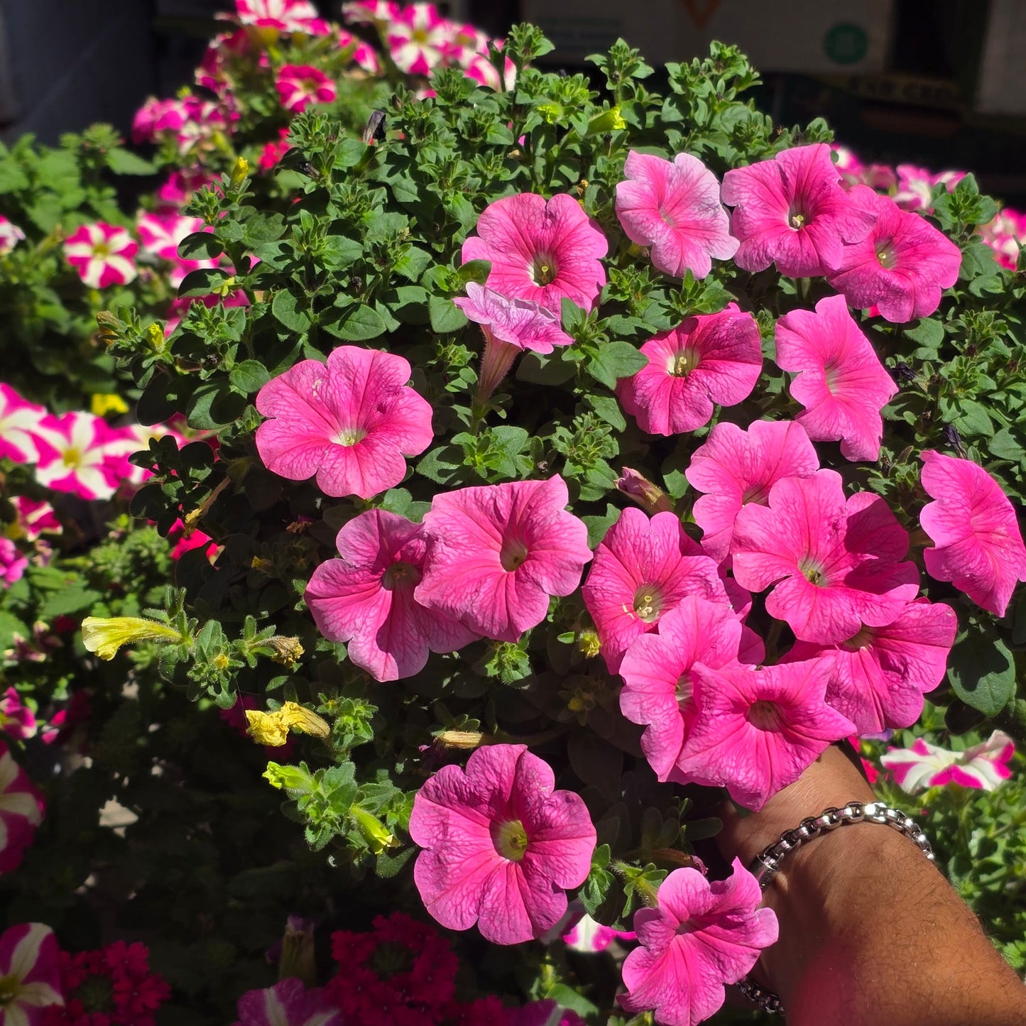 Pink Petunia Flower Full sun easy care in 6 inch pot