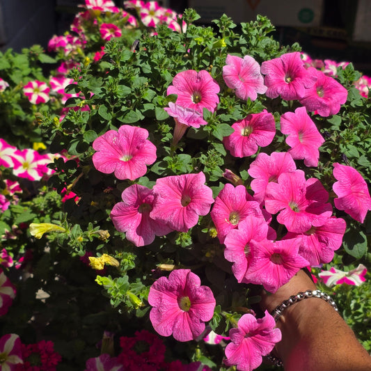 Pink Petunia Flower Full sun easy care in 6 inch pot