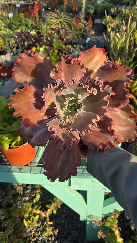 Echeveria with curly edges in 6 inch pot