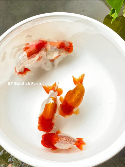 (RAN-02-AA/AAA) Red and White Ranchu High Quality Wholesale Bag - Pick Size and Quantity in Bag