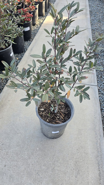 Coffeeberry Frangula Californica in 5 gallon pot