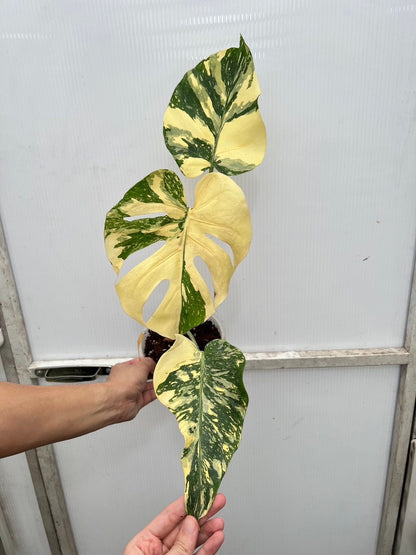 (UG-10)Root in moss top cut 3 leaves- Monstera delisiosa 'Cream Brulee' Variegated Rare Plant- Get Similar to the picture