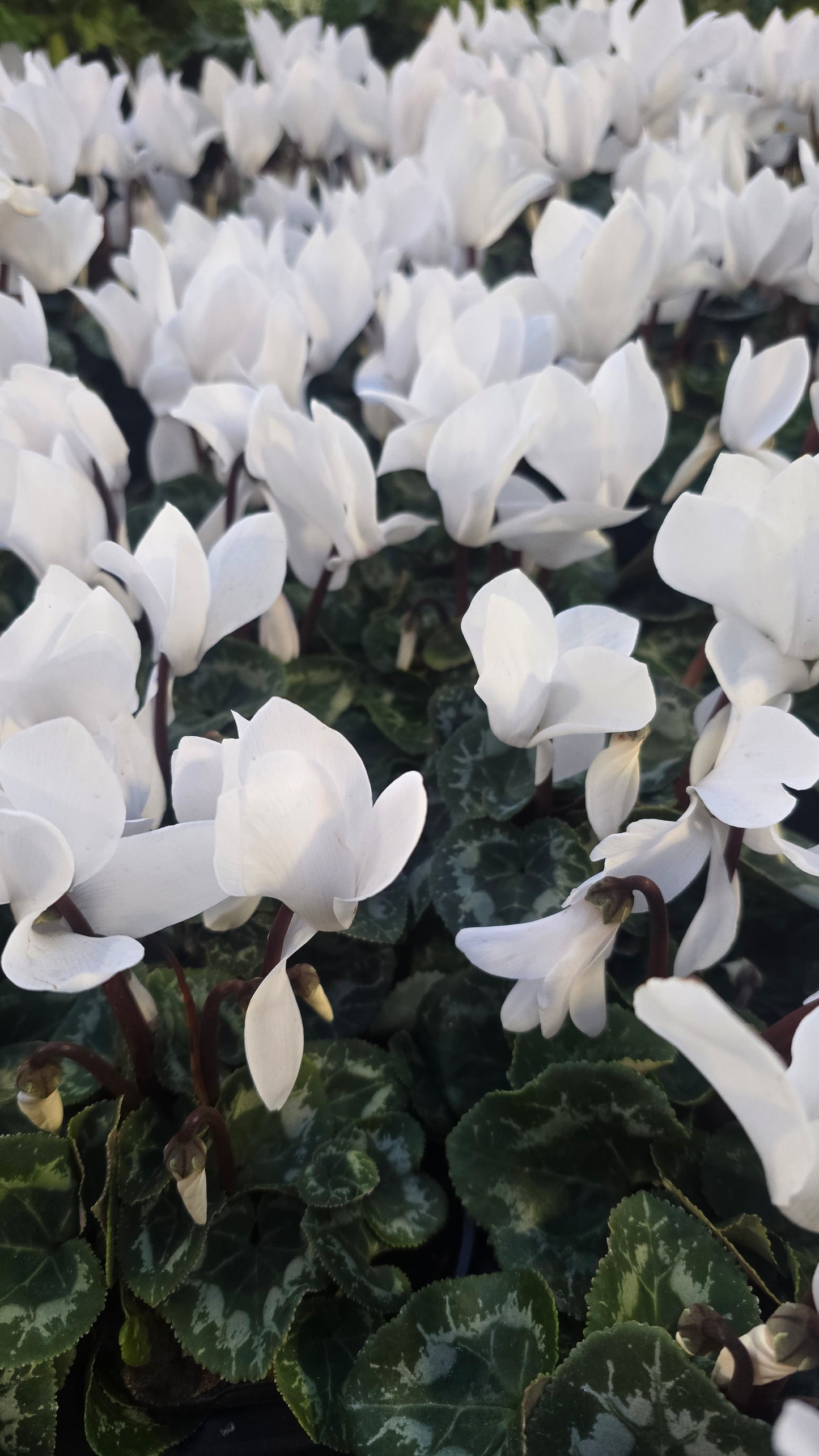 Cyclamen White Christmas gifts in 4 inch pot Winter Flowers- Get Similar