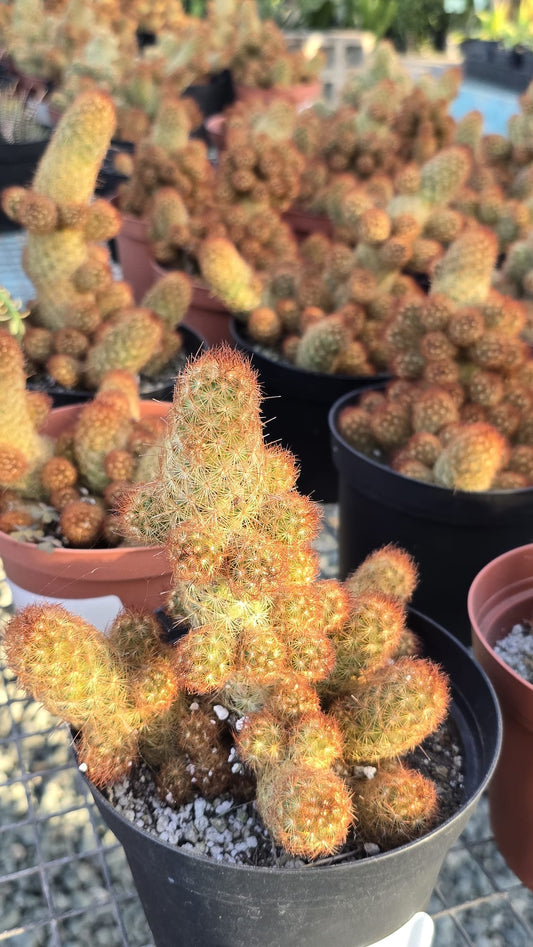 Mammillaria elongata Cactus easy care in 4 inch pot