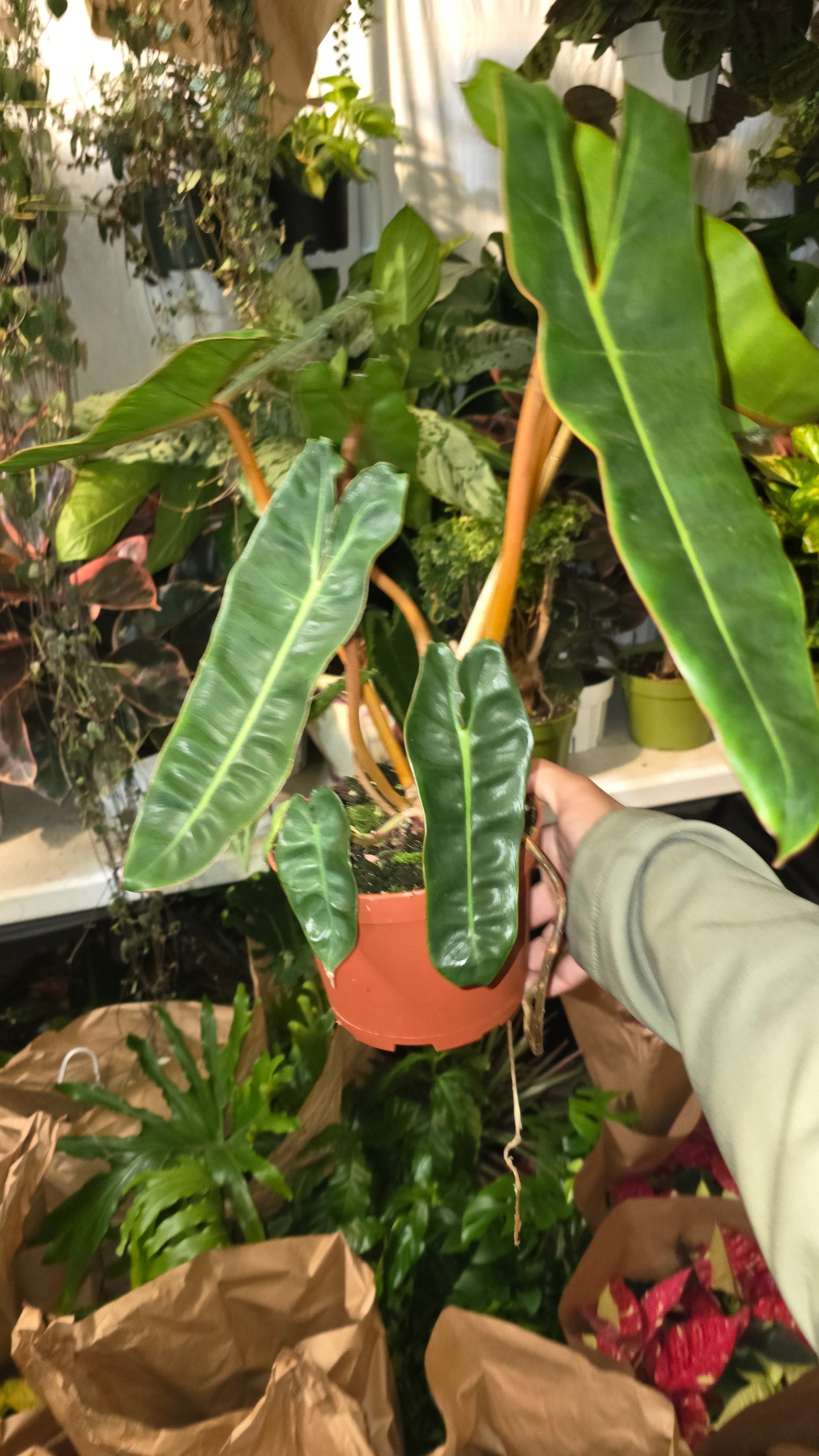 6 Inch Pot - Philodendron Billietia Rare Plant- Get Similar