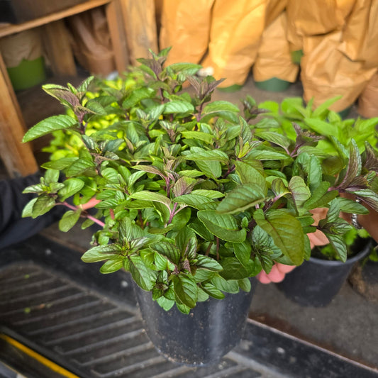 Peppermint chocolate herb for tea, easy care 1 gallon pot