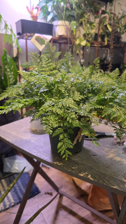 6 inch Pot - Davallia fejeensis 'Major' Fern hanging pot - Live Plant [#014]