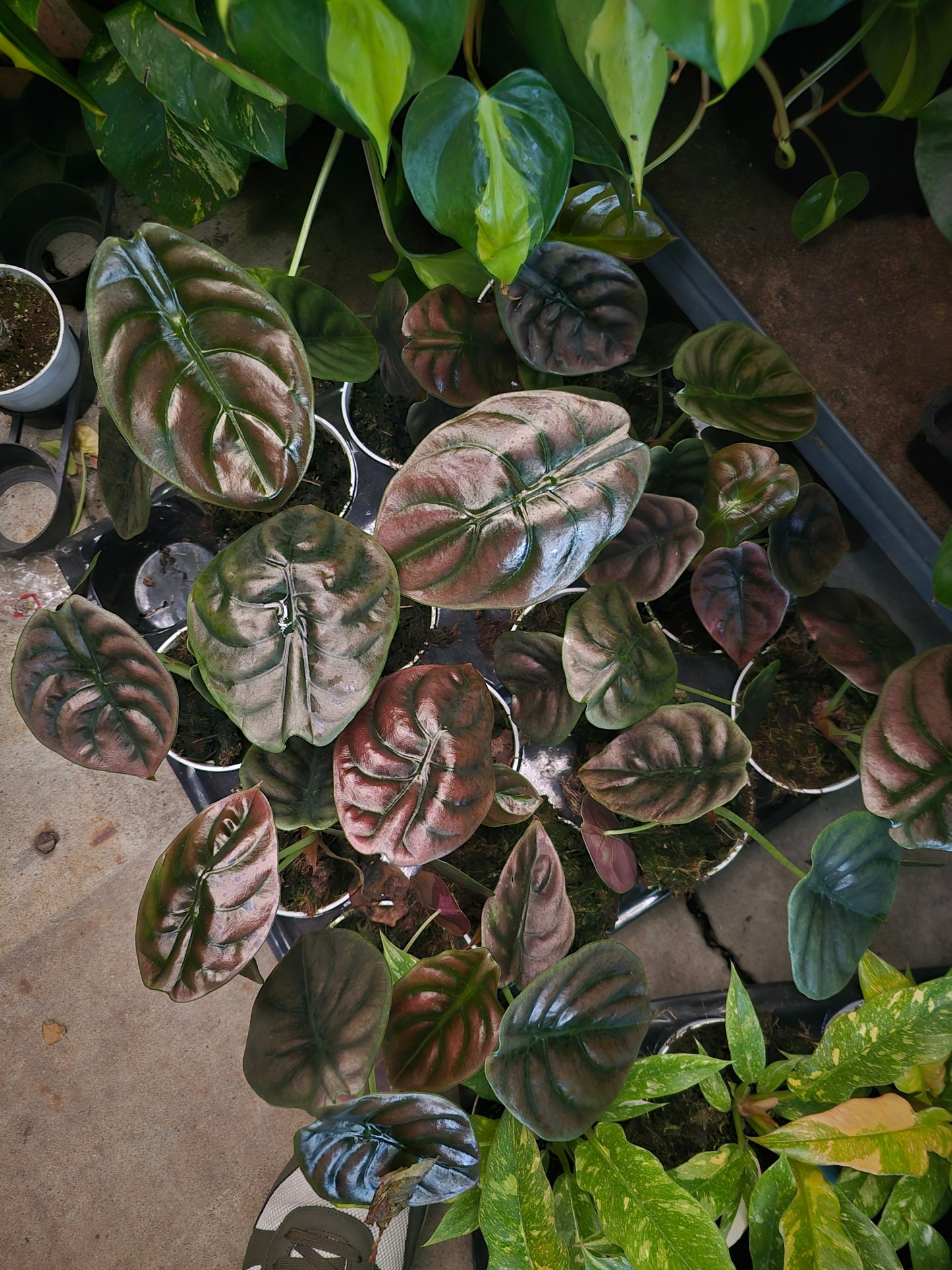 4 inch pot - Alocasia Azlanii - Rare Find, ready to ship - Get similar