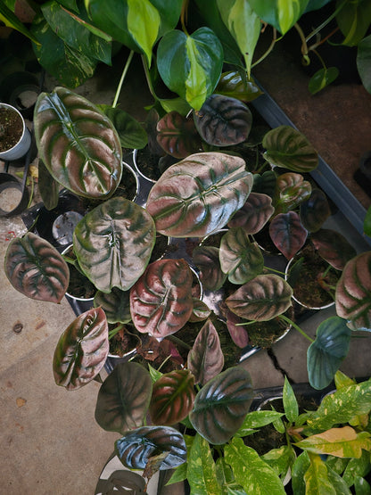 4 inch pot - Alocasia Azlanii - Rare Find, ready to ship - Get similar